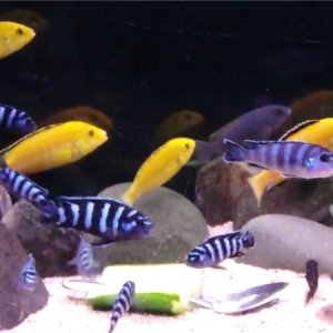 СОВМЕСТИМОСТЬ ЦИХЛИД ЕЛЛОУ С ДРУГИМИ ОСОБЯМИ